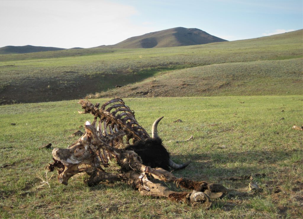 Das Skelett eines Yaks irgendwo in der mongolischen Steppe. Am Schädel ist noch Fell. 