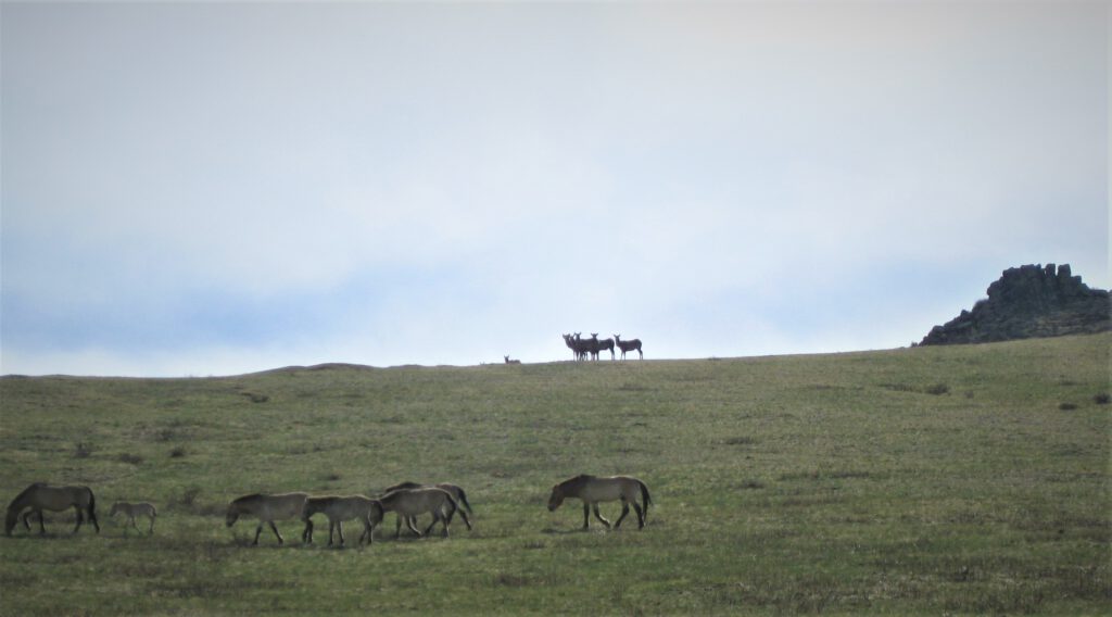 Przewalski-Pferde auf einer ansteigenden Wiese. Im Hintergrund blicken Hirsche herüber. 
