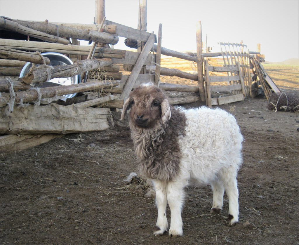 Weißes Lamm mit braunem Kopf vor einem Zaun. 