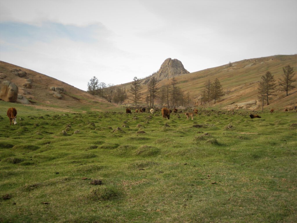 Grünes Weideland mit kleinen Hügelchen und einer Rinderherde. 