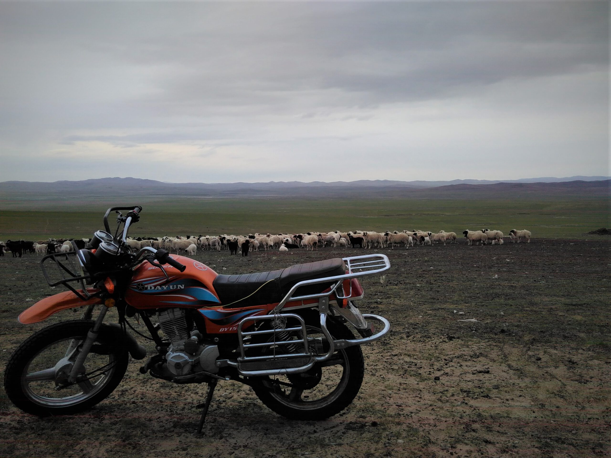 Ein Motorrad steht vor einer Herde von Schafen inmitten der mongolischen Steppe.