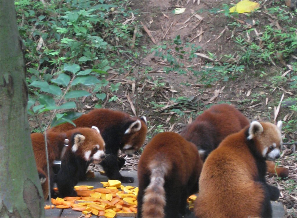 Rote Pandas futtern Kürbis-Stücke in der Panda-Aufzuchtstation von Chengdu.  