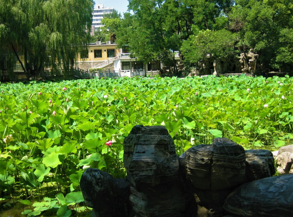 Seerosen im Lianhu-Park