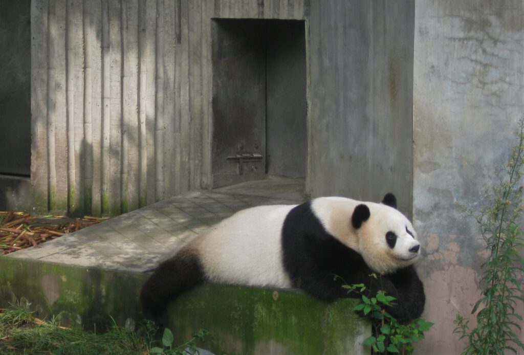 Pandabär liegt auf dem Bauch und schaut nach oben. 