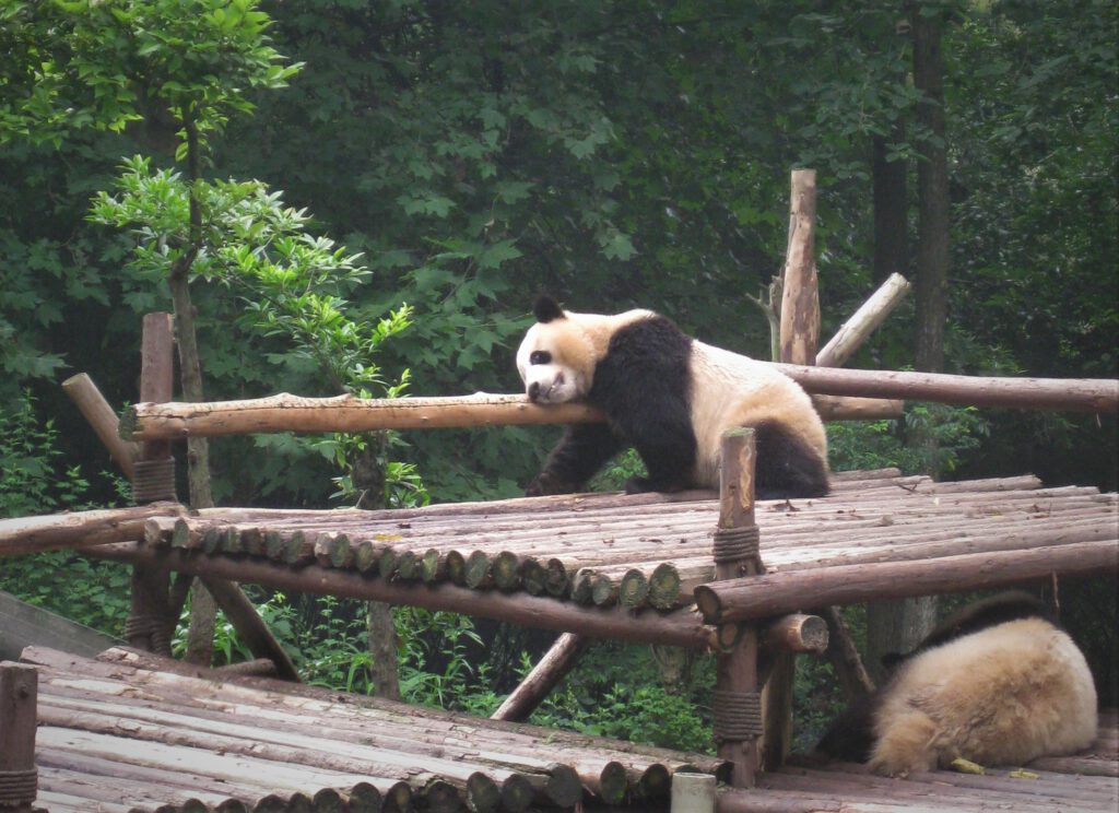 Ein Pandabär kratzt sich an den Holzpfosten im Gehege der Panda-Aufzuchtstation von Chengdu. 