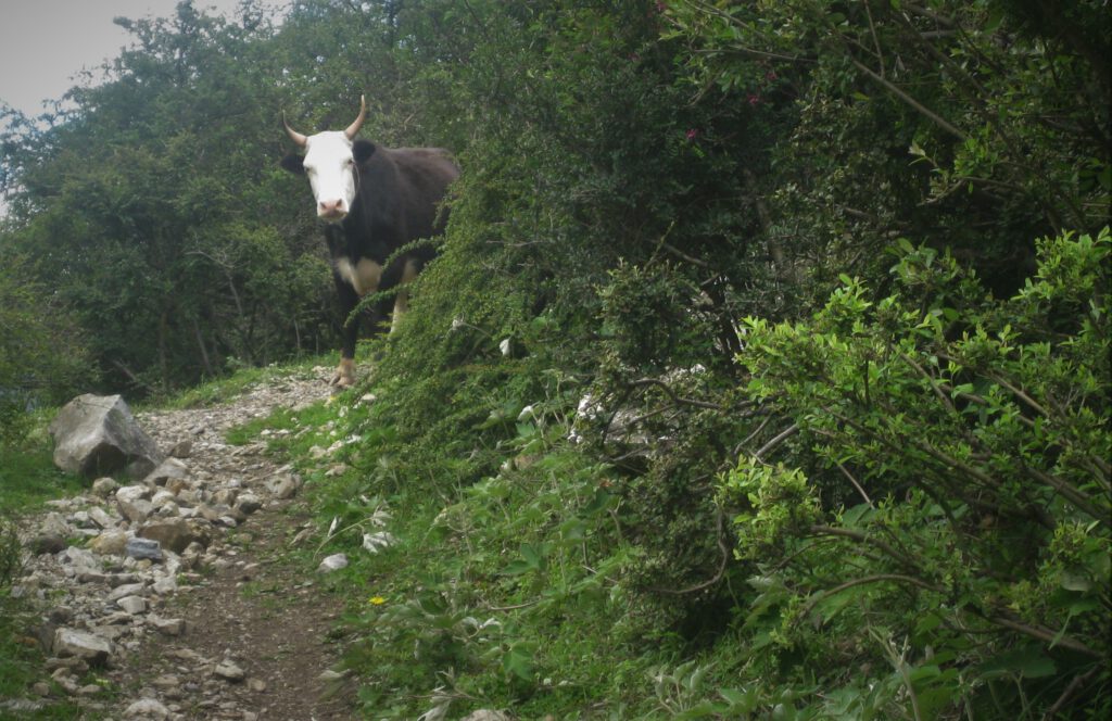 Ein Rind mit Hörnern kommt auf einem Wanderpfad um die Ecke und blickt in die Kamera. 