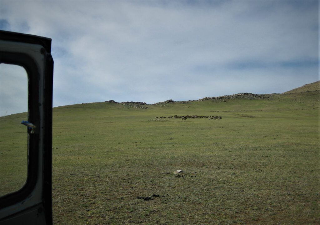 Blick aus dem UAZ Buchanka auf eine grüne Graslandfläche. Im Hintergrund weiden Przewalski-Pferde.