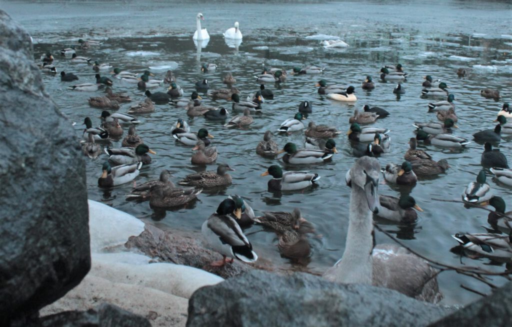 Enten, Schwäne, Gänse und Blässhühner tummeln sich in einem getauten Teil im winterlichen Wasser vor Lilla Essingen. 