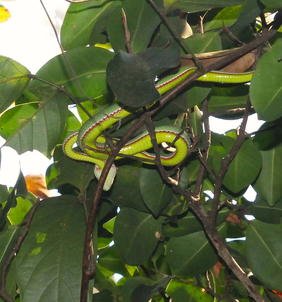 Grüne Grubenotter auf Baumästen von unten fotografiert. Bauch der Schlange ist Giftgrün, ihre Oberseite Dunkelgrün. Sie hat einen weißen und einen roten Seitenstreifen und einen dreieckigen Kopf. Umgeben von dunkelgrünen Blättern.