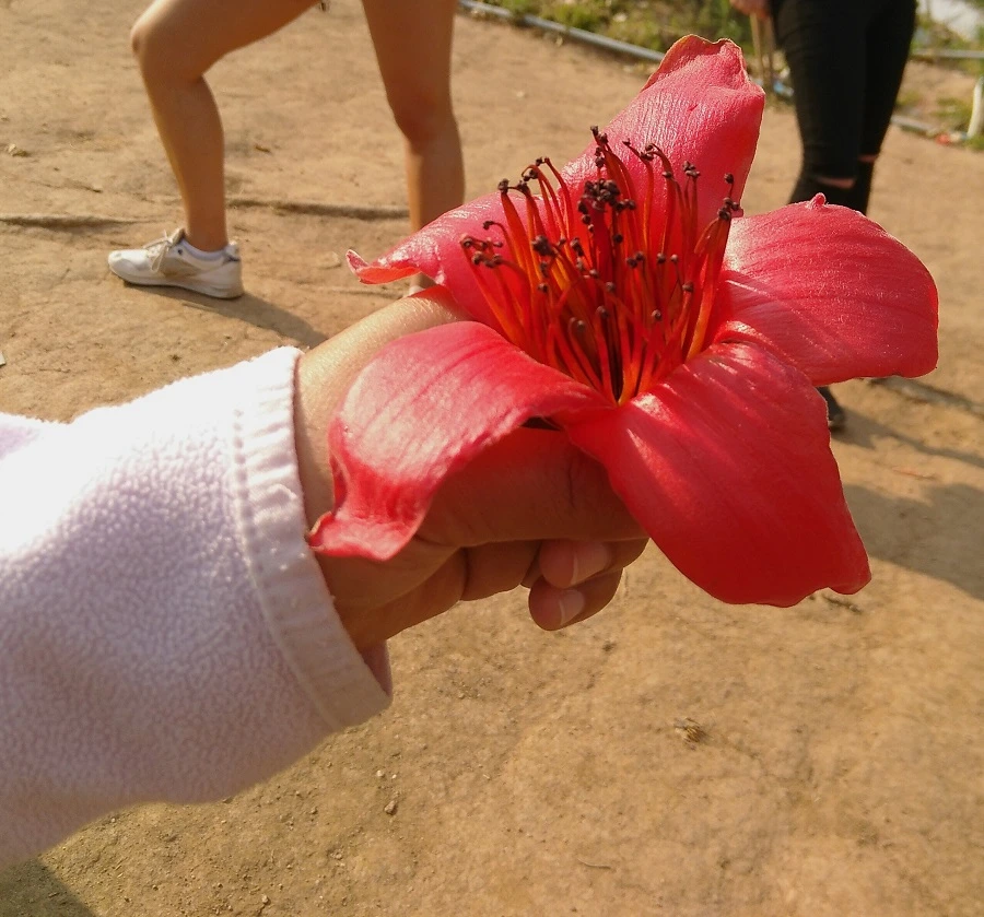 Eine Hand hält eine rote Blüte des Asiatischen Kapokbaums. Die Blüte hat fünf abgerundete, rote Blütenblätter und eine Vielzahl von langen, gelb-roter Staubblätter in der Mitte. 