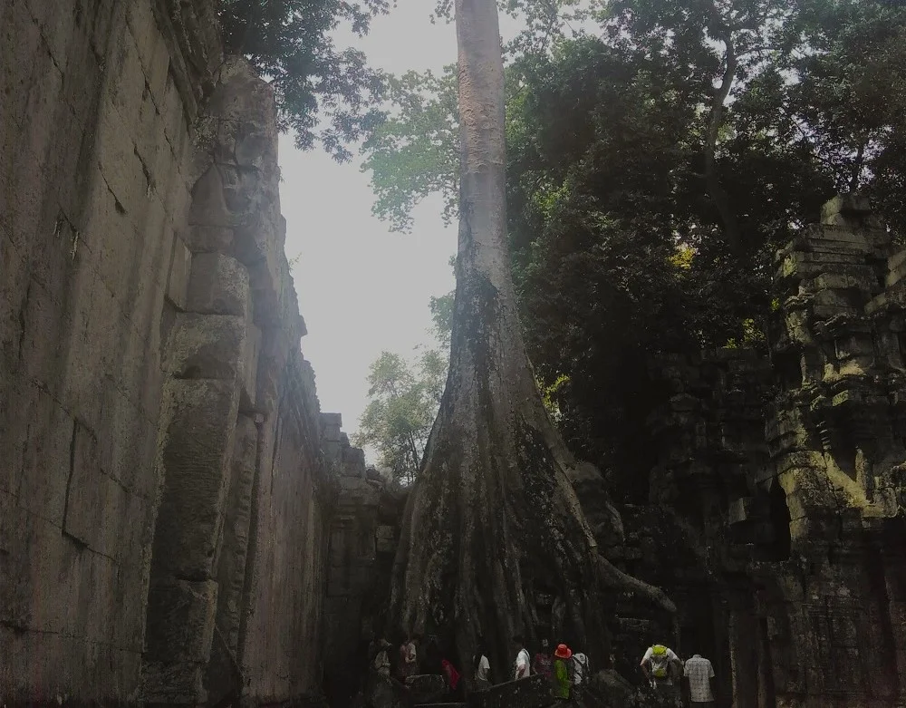 Touristengruppe steht vor riesigem Baumstamm, der die Mauern im Tempel Ta Prohm überwachsen hat. Rechts und links die Mauern des Tempels.
