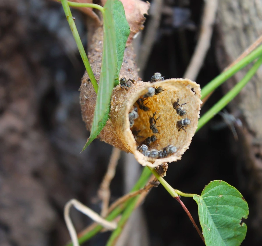 Nahaufnahme von einer trompetenförmigen Wachsröhre am Eingang eines Nestes von stachellosen Bienen (Meliponini), bewacht von ein paar Soldatenbienen. Grünes Blatt ragt links über die Röhre. 