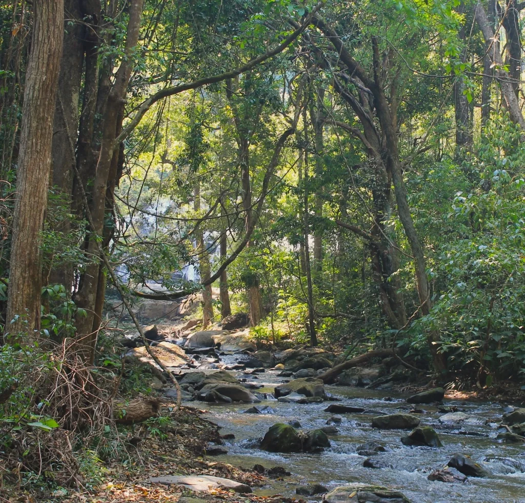 Ein klarer Bach fließt durch dichten Dschungel im Doi Inthanon Nationalpark in Nordthailand. Im Bach liegen glatte Steine, zwischen denen das Wasser fließt. Lianen hängen von den hohen Bäumen und geben dem Bild eine exotische Atmosphäre.