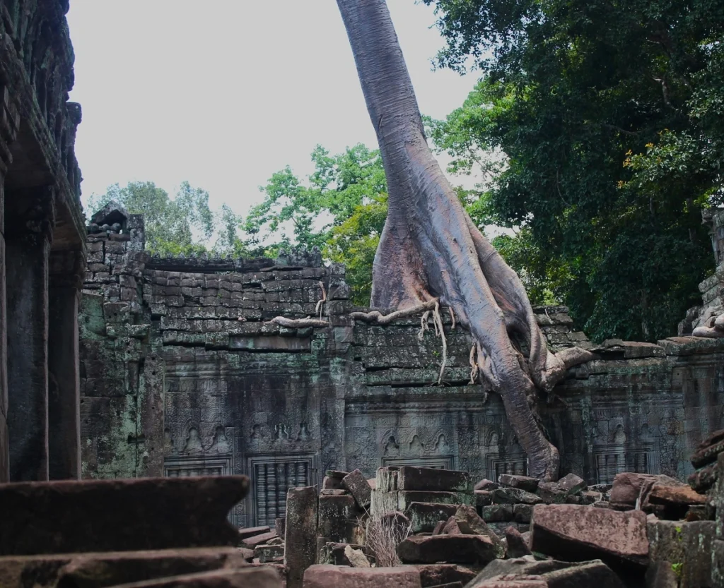 Kapokbaum wächst auf Flechten bewachsener Mauer im Tempel Preah Khan von Angkor. Davor Trümmer vonSteinen des Tempels.