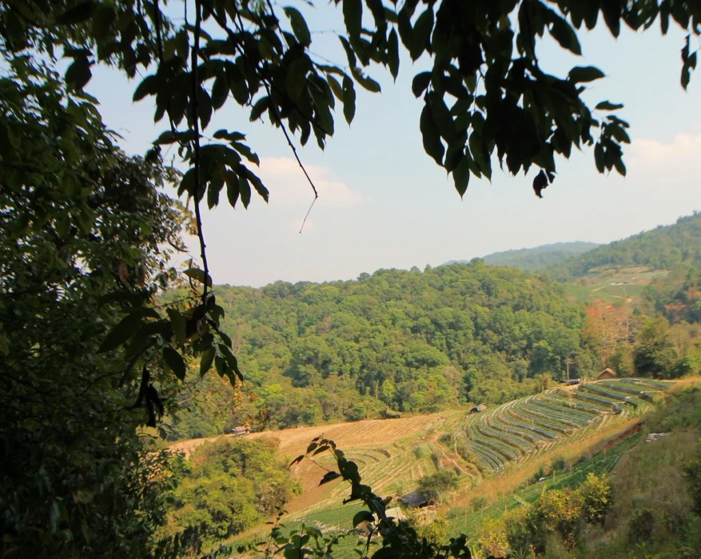 Blick aus dem Dschungel auf die Reisterrassen von Mae Klang Luang während der Trockenzeit. Rechts aufsteigende Terrassen. Im Hintergrund bewaldete Hügel. Vorne ragen Blätter ins Bild.