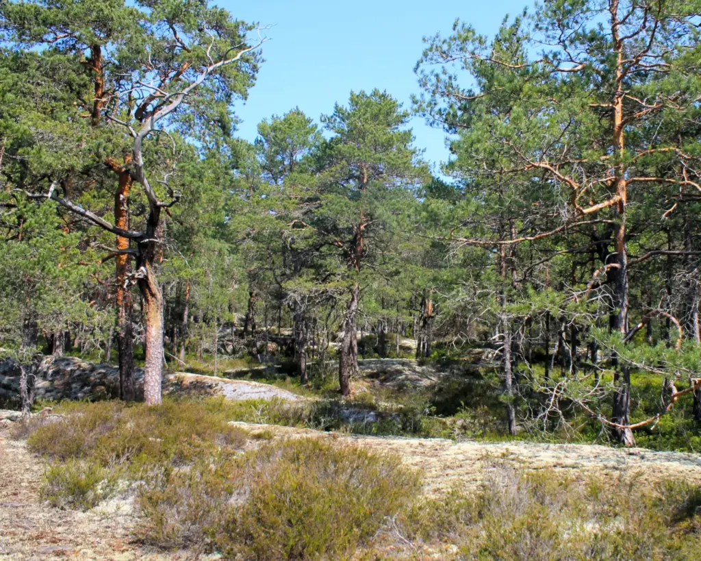 Felswald im Naturreservat Möja Björndalen