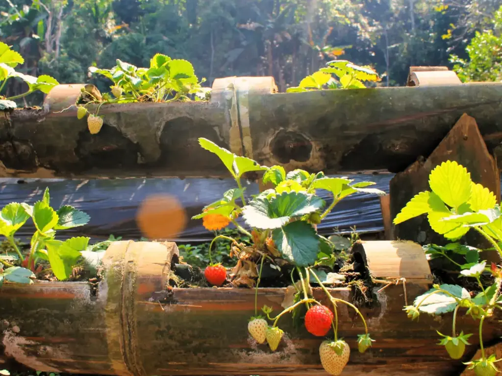 Erdbeer-Beet in präparierten Bambus-Rohren im Bergdorf Doi pui. Einige Erdbeeren sind rot, andere noch grün.  