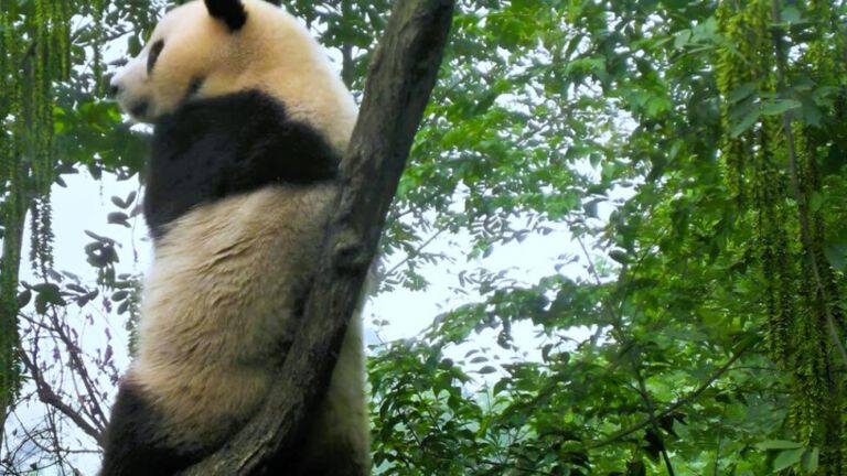Mehr als 7 Sehenswürdigkeiten CHENGDU | Panda Base & Leshan Buddha