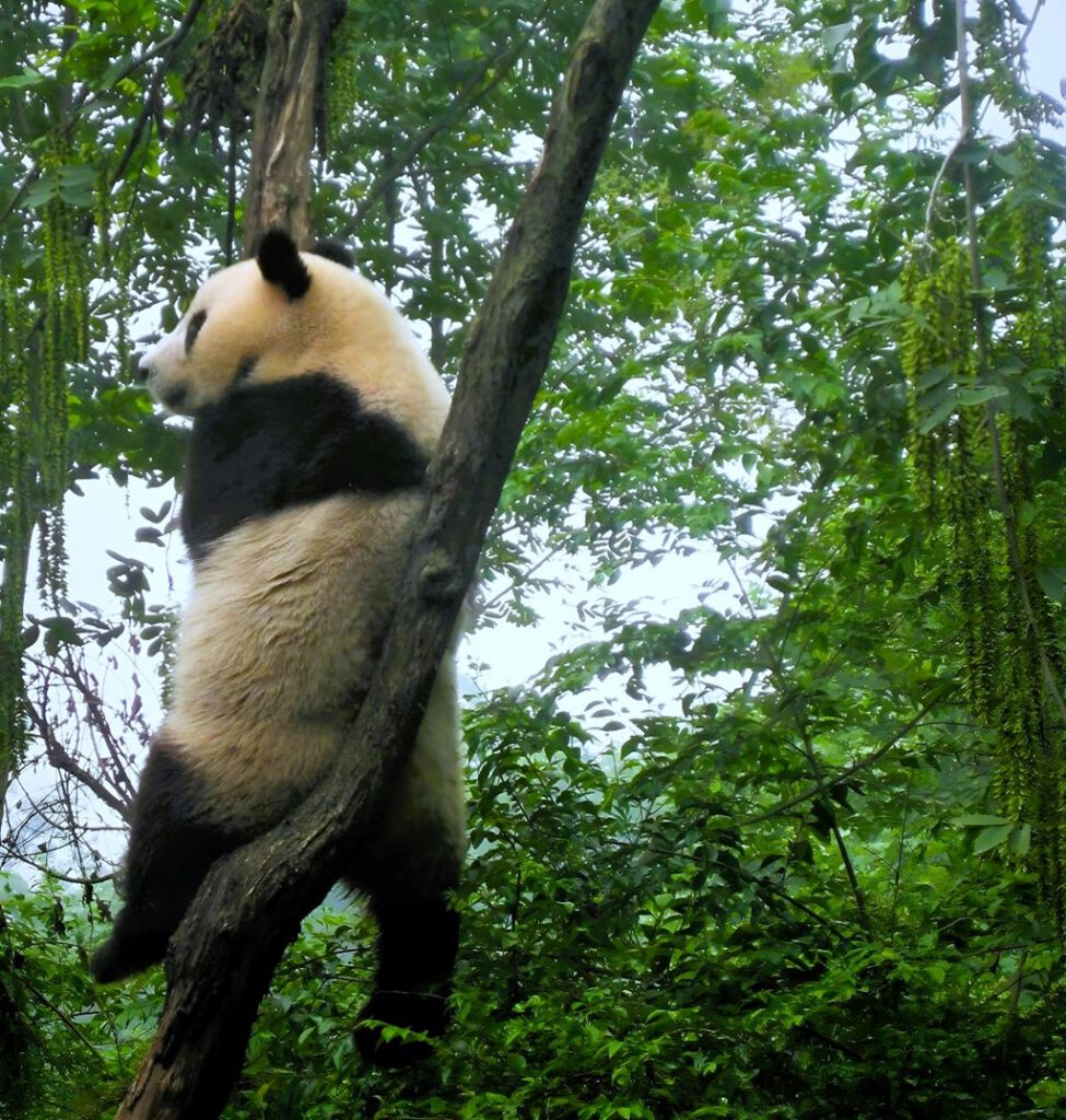 Chengdu Panda Base. Pandabär sitzt auf einer Astgabel.