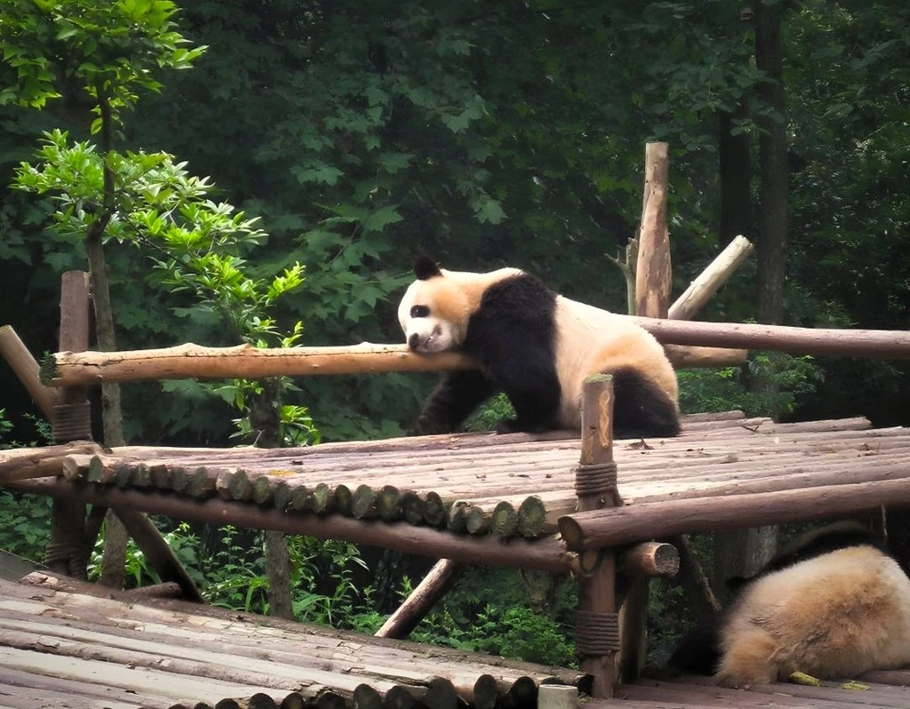 Ein Pandabär kratzt sich an den Holzpfosten im Gehege der Panda-Aufzuchtstation von Chengdu. 