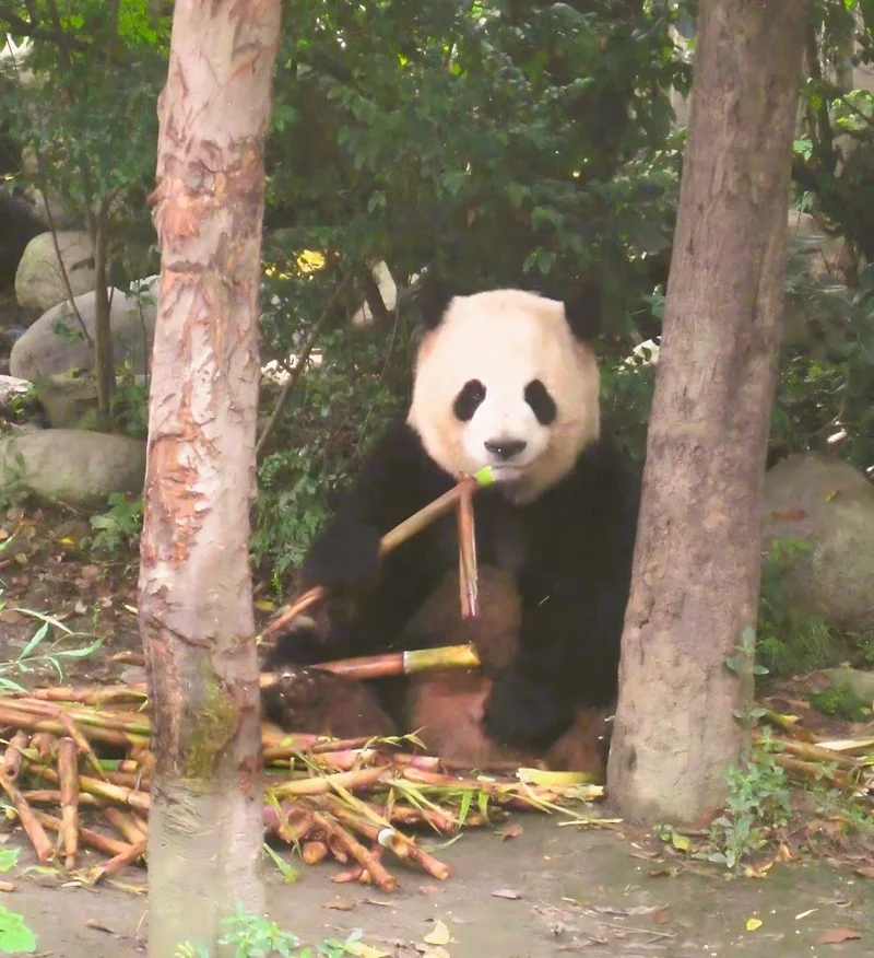 Fressender, Großer Panda mit Bambus in der Hand. 