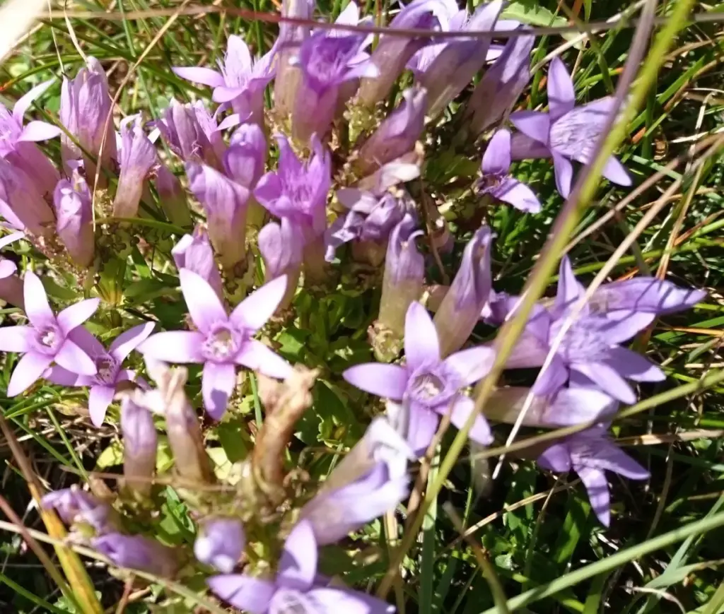 Violette, sternförmige Blüten mit fünf Blütenblättern. Vermutlich 