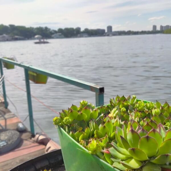 Blick über die Donau vom Steg des Hausboots aus.